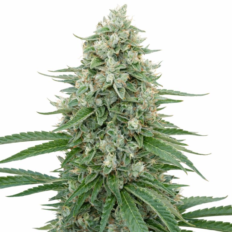 CBD Critical Mango cannabis seeds