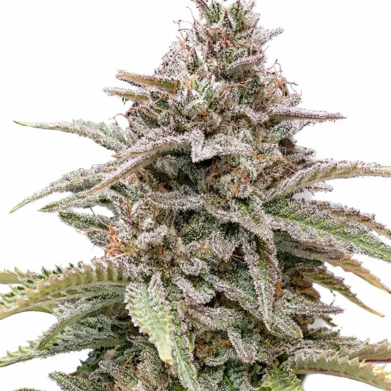 CBD Critical Mass cannabis seeds