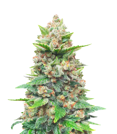 CBD Haze cannabis seeds