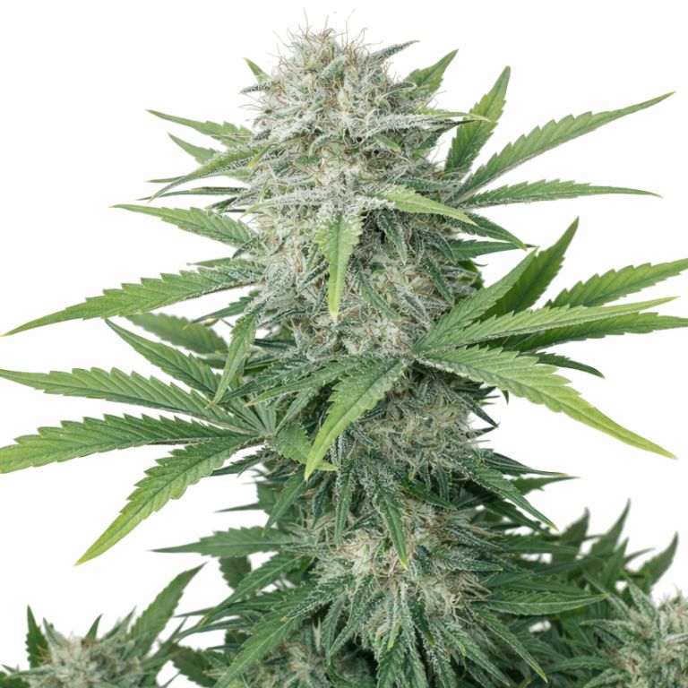 CBD Lemon Potion cannabis seeds