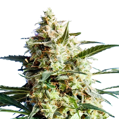 CBD Mango Haze cannabis seeds