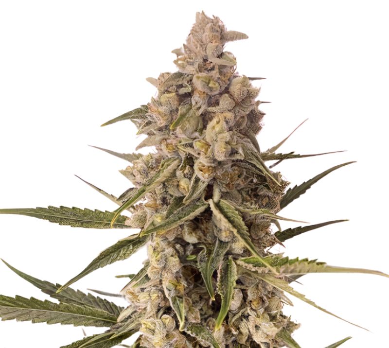 CBD MediHaze cannabis seeds