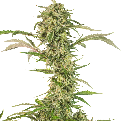 CBD OG Kush cannabis seeds