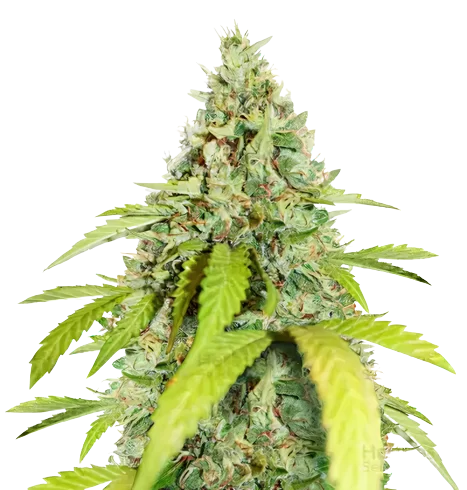 CBD PH Haze cannabis seeds
