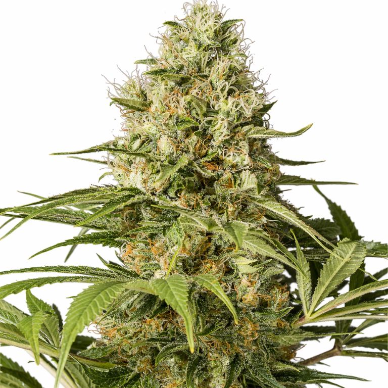 CBD Shark cannabis seeds