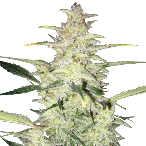 CBD Sour Lemon cannabis seeds