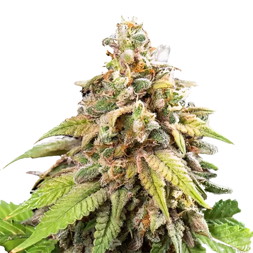 CBD Stress Killer cannabis seeds