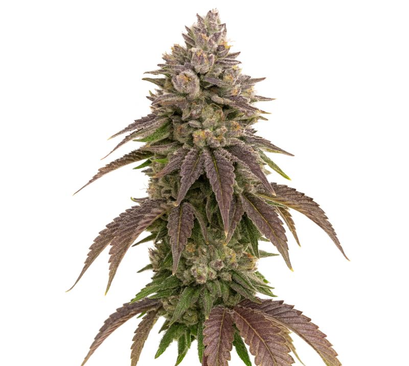 CBD Therapy cannabis seeds
