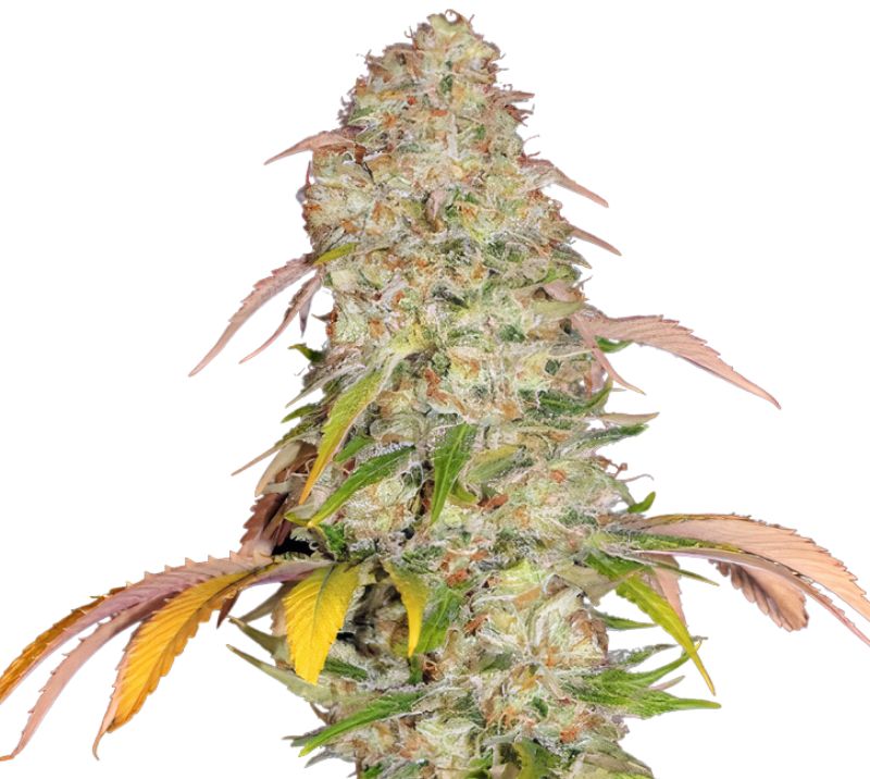 CBD Yummy cannabis seeds