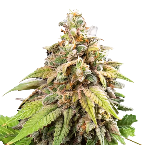 Champagne Kush cannabis seeds