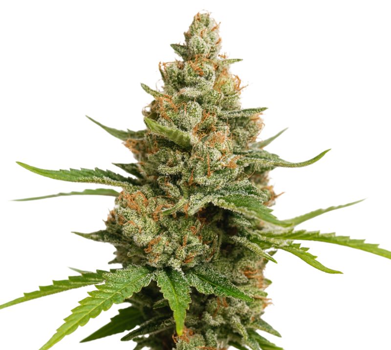Charlie Sheen cannabis seeds