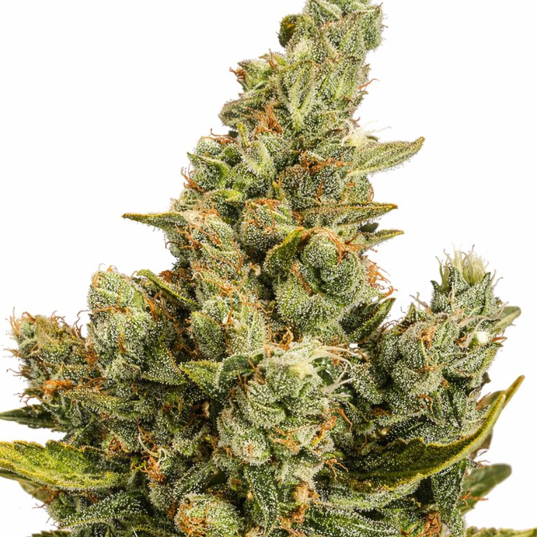 Cheese cannabis seeds