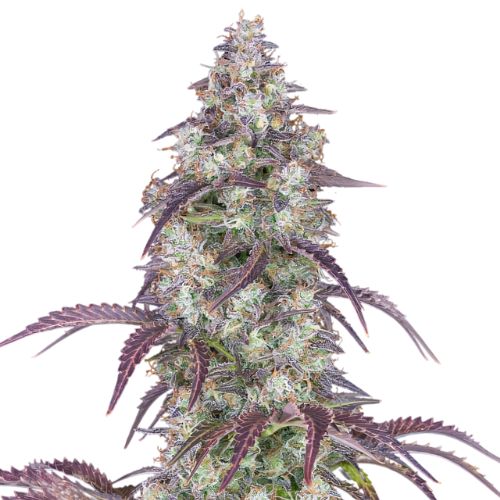 Cheese Quake cannabis seeds