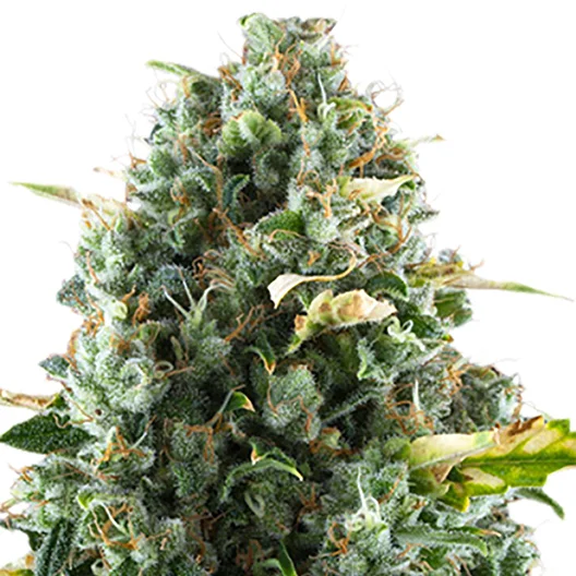 Cheeseburger cannabis seeds