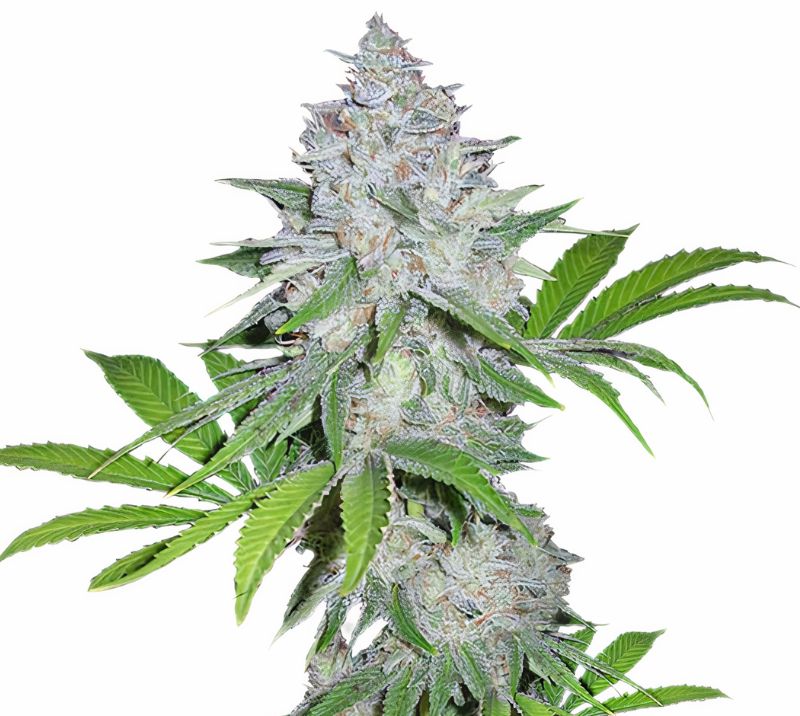 Chemdawg Sour Diesel cannabis seeds