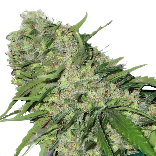 Chemo cannabis seeds