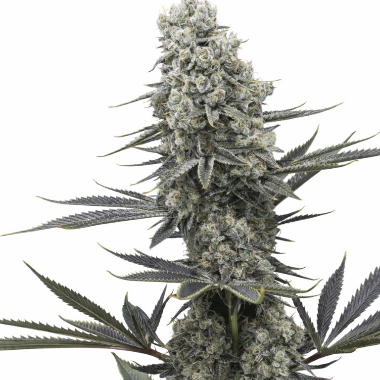 Chernobyl cannabis seeds