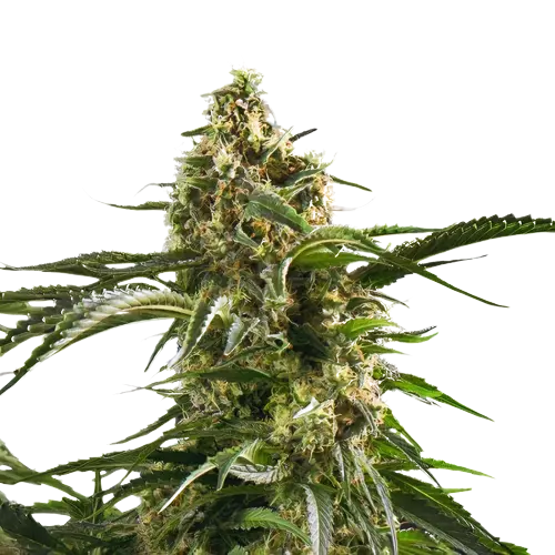Cherry AK-47 cannabis seeds