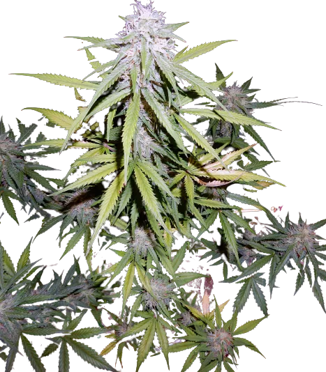 Cherry Bomb cannabis seeds