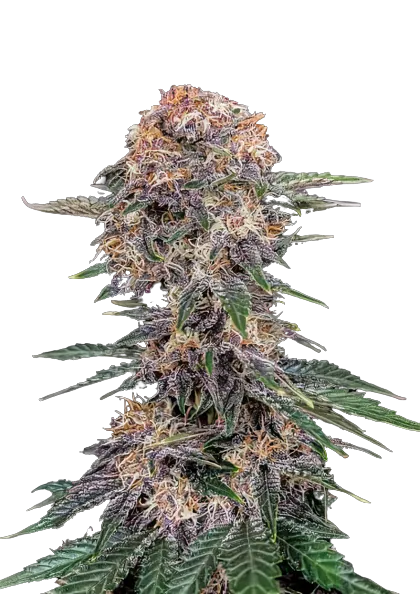 Cherry Kola cannabis seeds