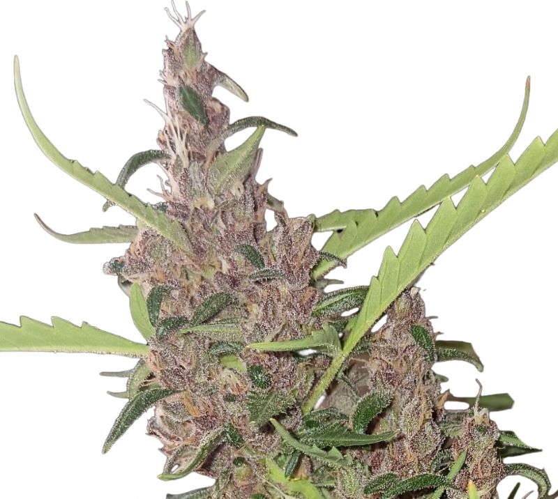 Cherry Kush cannabis seeds