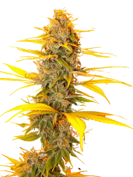 Cherry OG cannabis seeds