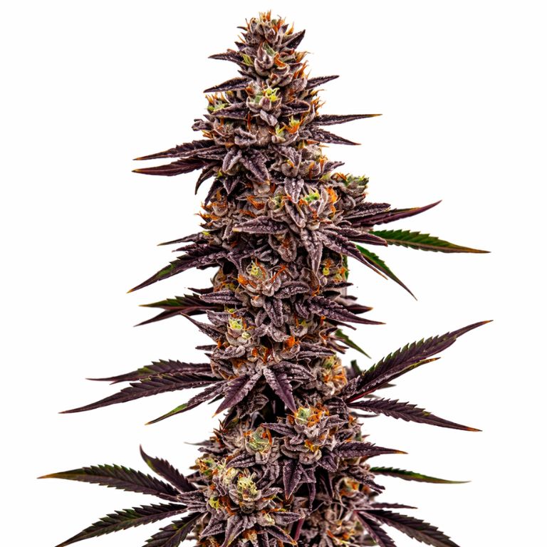 Cherry Pie cannabis seeds