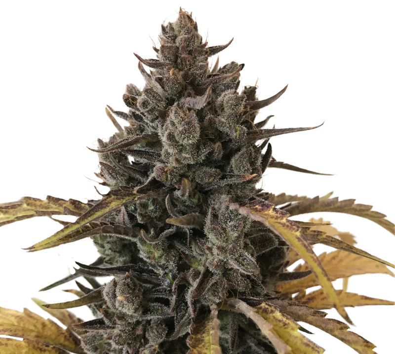 Chocolate Chunk cannabis seeds
