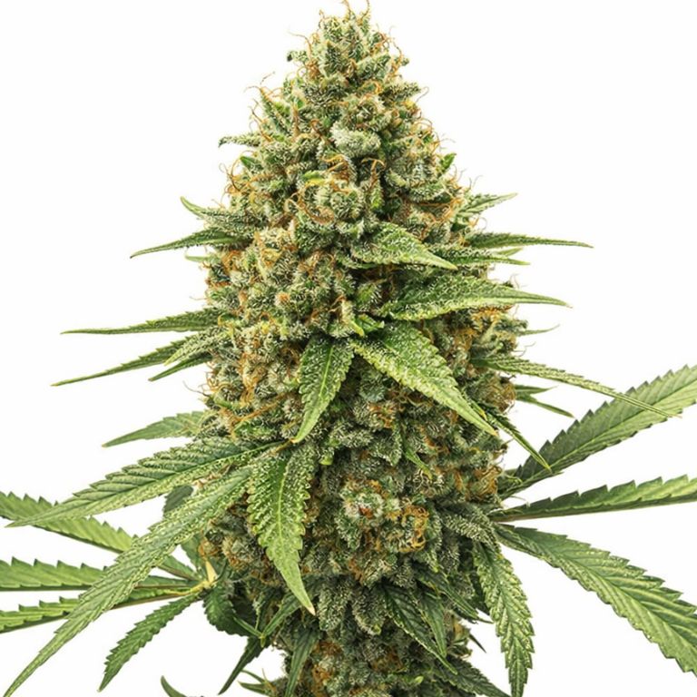 Chocolate Kush cannabis seeds