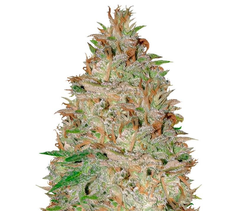 Chocolate Orange cannabis seeds