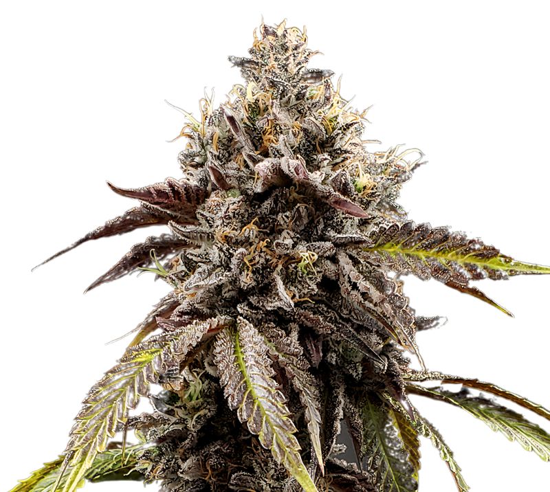 Chocolate Thai cannabis seeds