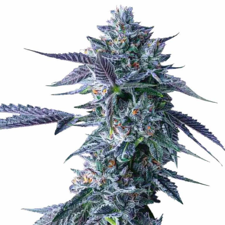 Chocolope cannabis seeds