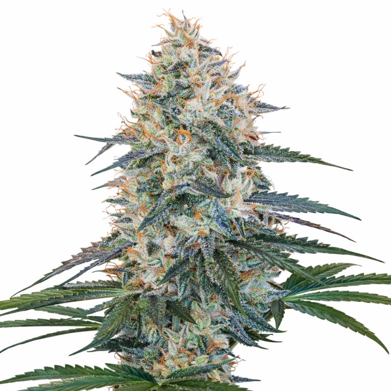Chocolope Kush cannabis seeds