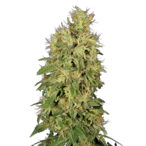 Chronic cannabis seeds