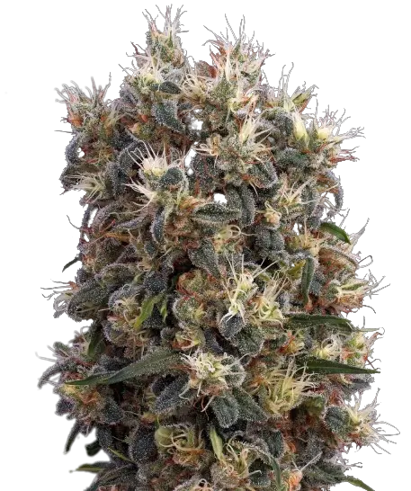 Church OG cannabis seeds