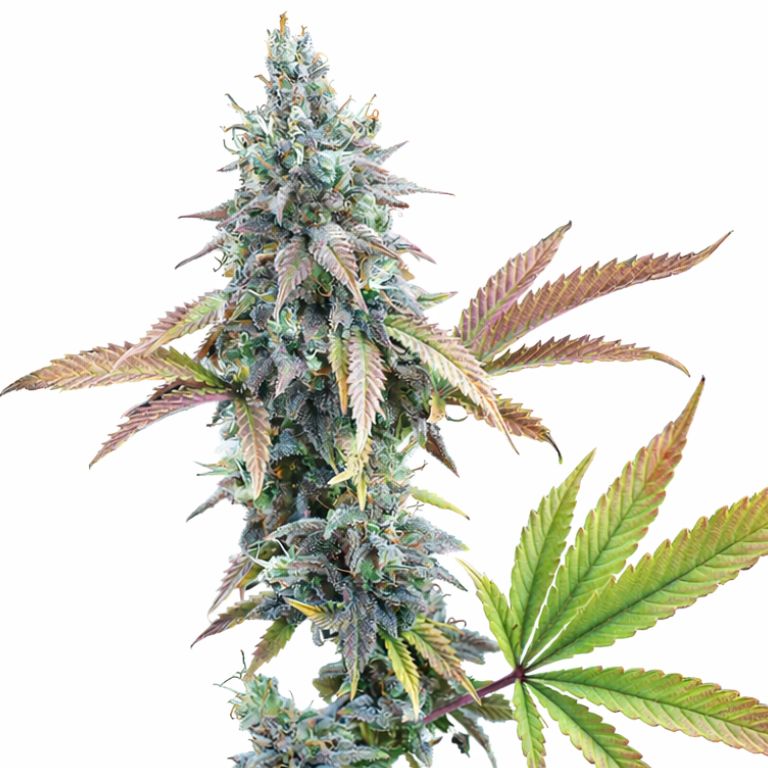 Cinderella 99 cannabis seeds
