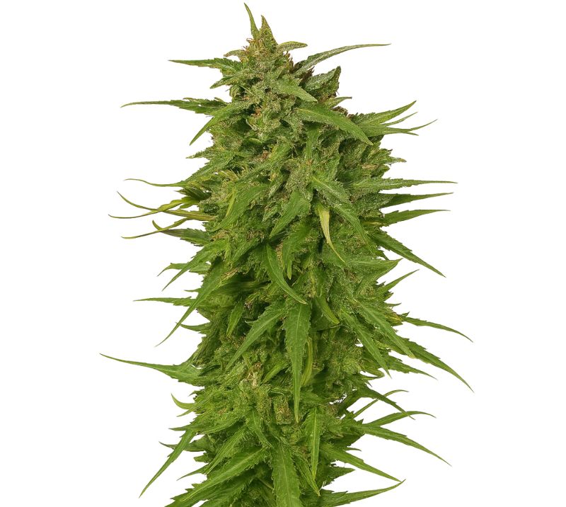 Cinex cannabis seeds