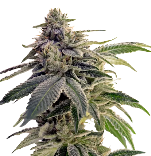 Citrix cannabis seeds