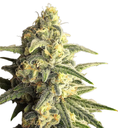 Citrus Sap cannabis seeds