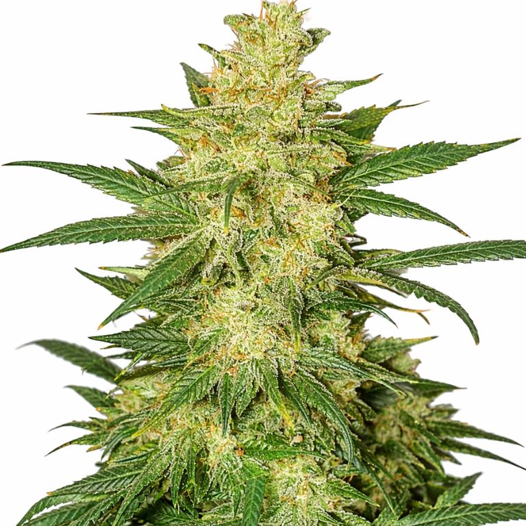 Colombian Gold cannabis seeds