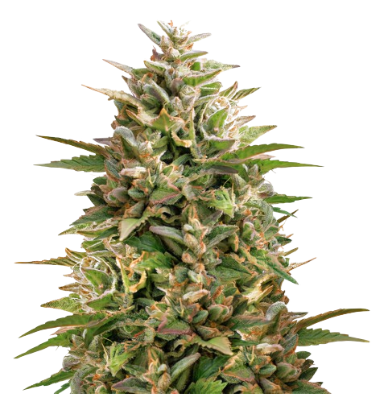 Colorado Clementines cannabis seeds