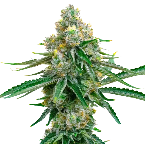 Cookie Jar Feminized