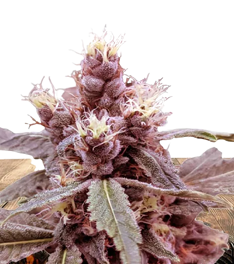Cookie Monster Feminized