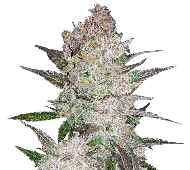 Cookie Wreck cannabis seeds