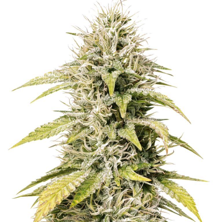 Cookies and Cream cannabis seeds