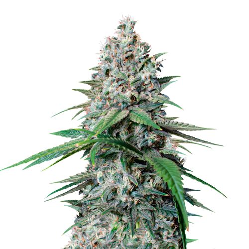 Cookies Gelato cannabis seeds