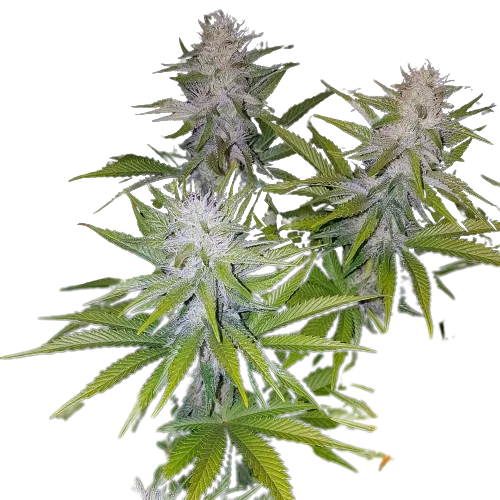 Cookies Kush cannabis seeds