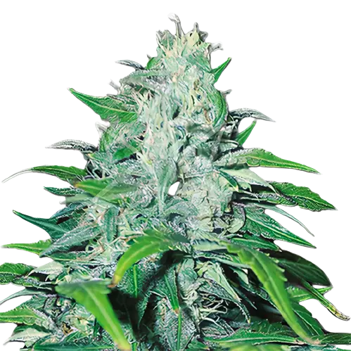 Copper Kush cannabis seeds