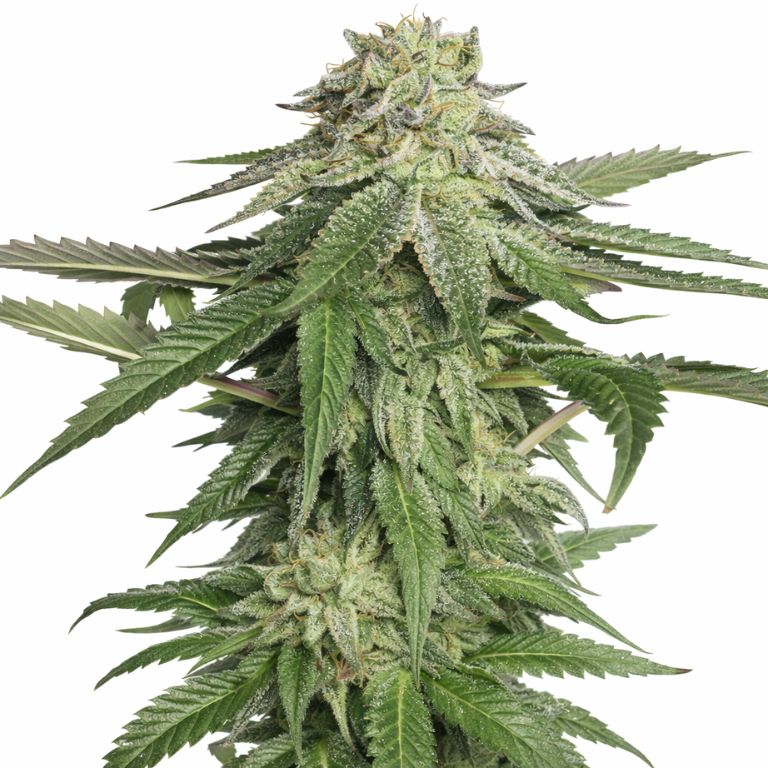 Corleone Kush cannabis seeds