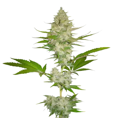 Cotton Candy Kush cannabis seeds